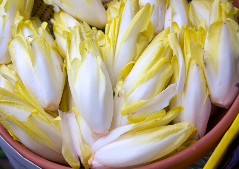 Pędzenie cykorii sprawia, że traci ona swój gorzki smak.