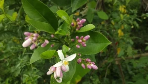 Kwiaty cytronu przyjmują barwę białą lub lekko czerwonawą, mają pięć płatków, i wydzielają intensywny, przyjemny zapach. Fot. Nandang_S/Canva Pro