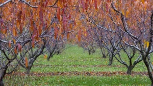 Podpowiadamy, jak prawidłowo wykonać oprysk miedzianem, by chronić brzoskwinie przed jedną z najczęstszych chorób.