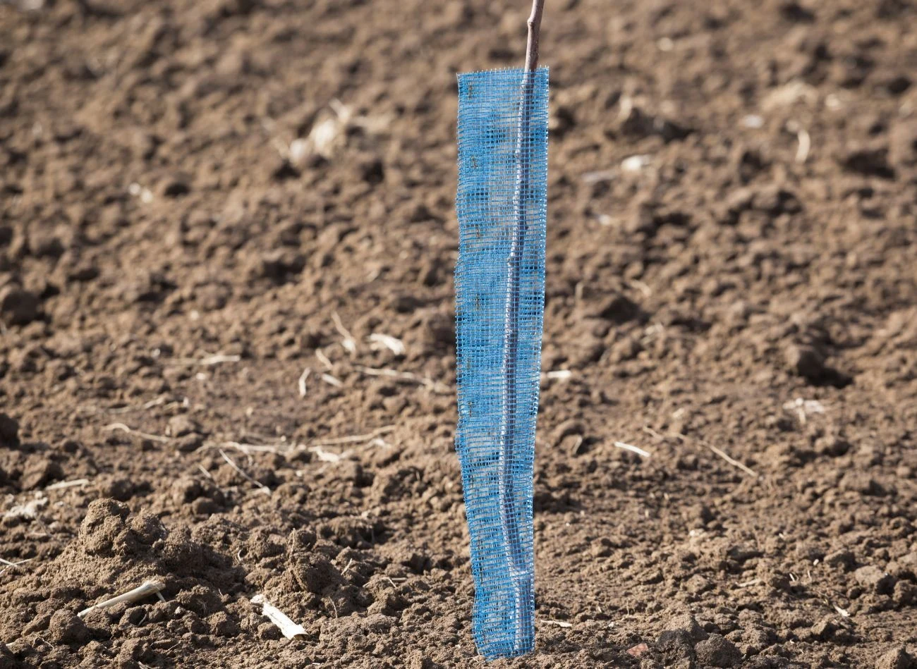 Plastikowe osłonki to jedna z najskuteczniejszych metod ochrony młodych drzewek.