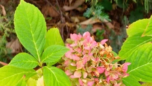 Hortensje można przezimować w donicy, ale je odpowiednio przygotować.