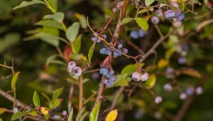 Kilka prostych zabiegów przygotuje borówkę amerykańską na nadchodzącą zimę.