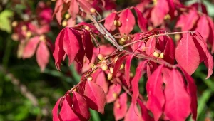 Trzmielina oskrzydlona nie traci na atrakcyjności nawet zimą, po opadnięciu liści.