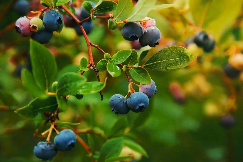 Zanim przyjdzie zima, warto zakwasić glebę pod borówką amerykańską