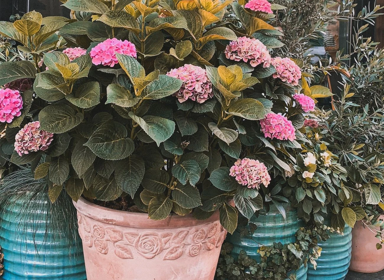 Zimowanie hortensji w donicy na balkonie lub tarasie to wyzwanie, które można podjąć, jeśli nie dysponujemy garażem czy piwnicą.