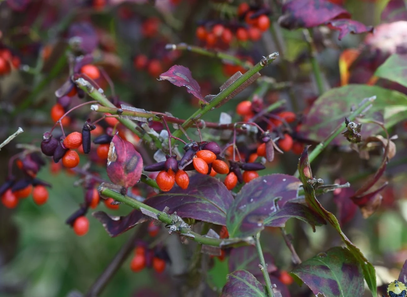 Choć owoce trzmieliny wyglądają atrakcyjnie, są trujące dla ludzi i ssaków, dlatego lepiej uczulić na to dzieci.