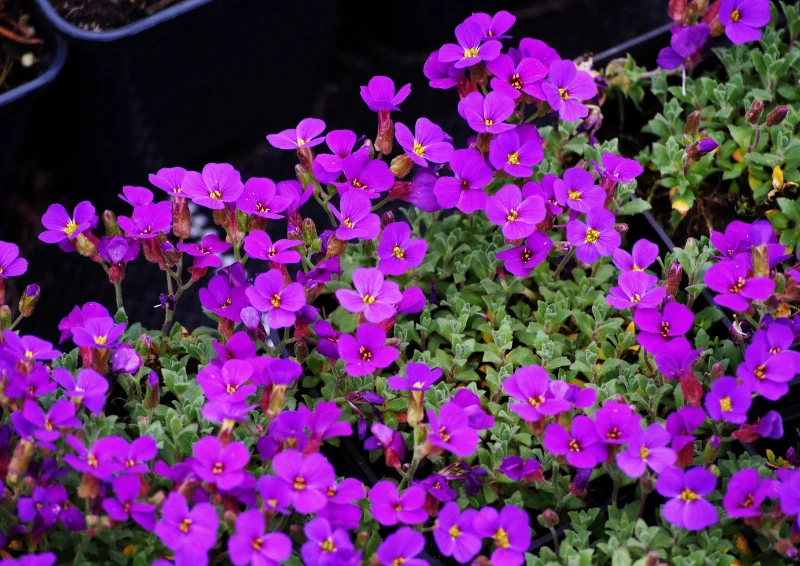 Żagwin ogrodowy tworzy kolorowe kobierce z kwiatów.