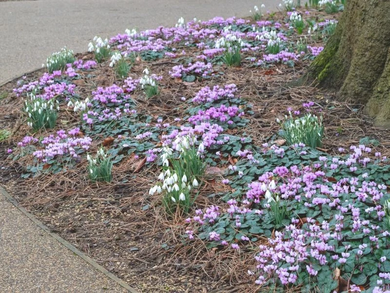 Cyklamen dyskowaty dobrze się czuje pod drzewami liściastymi
