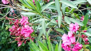 Jakich błędów musisz się wystrzegać podczas zimowania oleandra?