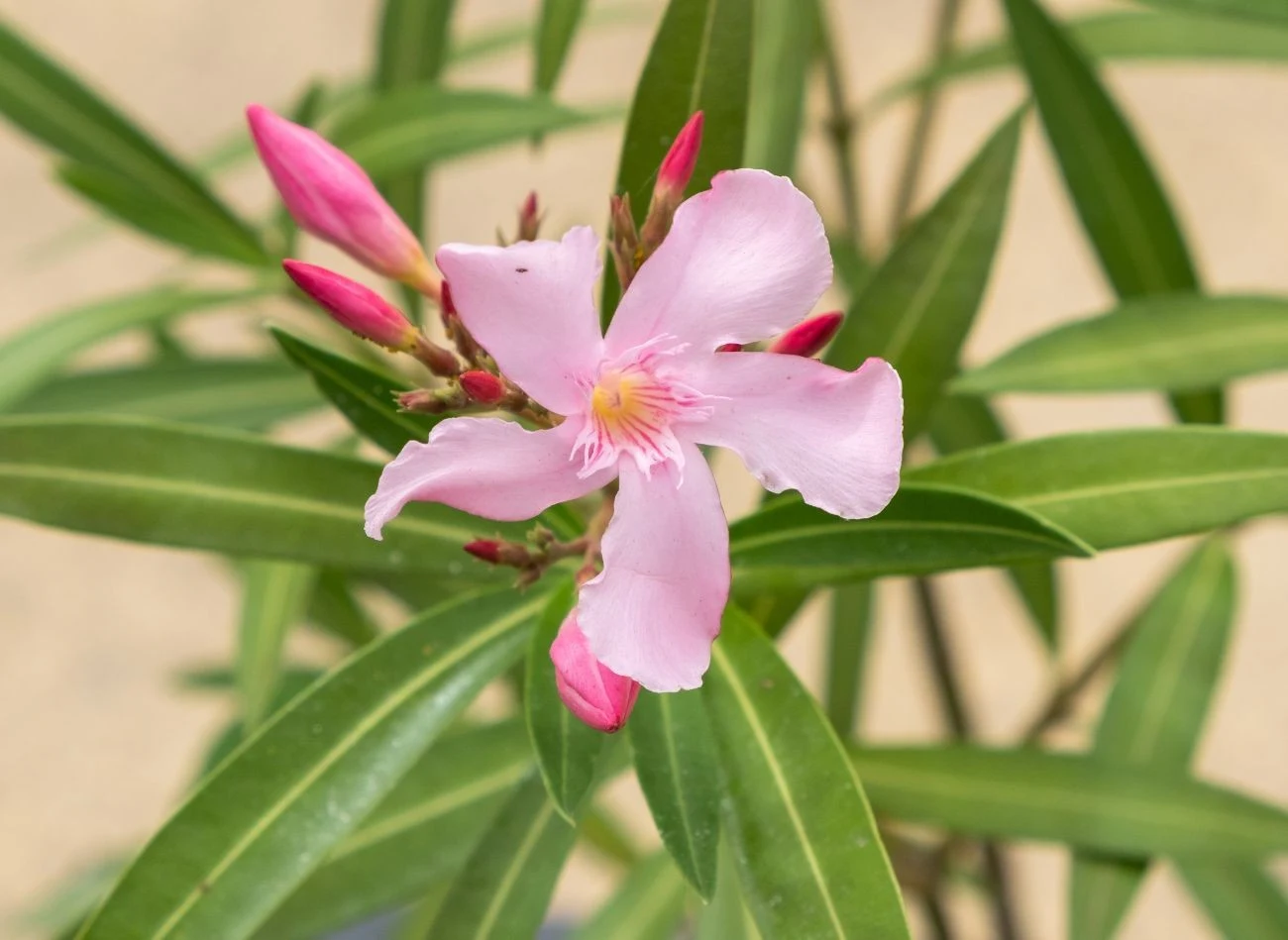 Oleandry uprawiane w donicach są jeszcze bardziej wrażliwe na ujemne temperatury