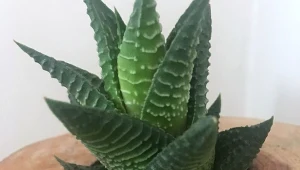 Jak uprawiać aloes wielkolistny, nazywany też spiralnym?