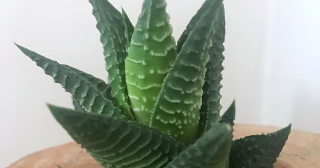 aloe vera gel face wash ALOE VERA FACE WASH – Dermease Store
