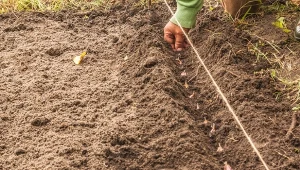 Czosnek ozimy wymaga okresu chłodu, aby prawidłowo zawiązać główki. Odpowiednio posadzony, wiosną szybko wykiełkuje.