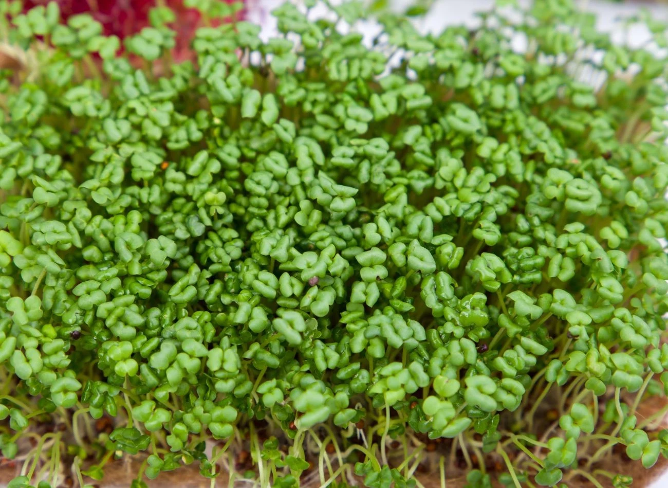 Jeśli chcesz sadzić czosnek ozimy w gorczycy, musisz ją posiać odpowiednio wcześniej, by zdążyła wytworzyć zielony nawóz.