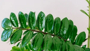 Stwórz wzmacniającą odżywkę dla zamiokulkasa, a będzie soczyście zielony przez cały rok.