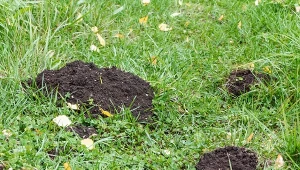 Kretów można się pozbyć z ogrodu w humanitarny sposób.