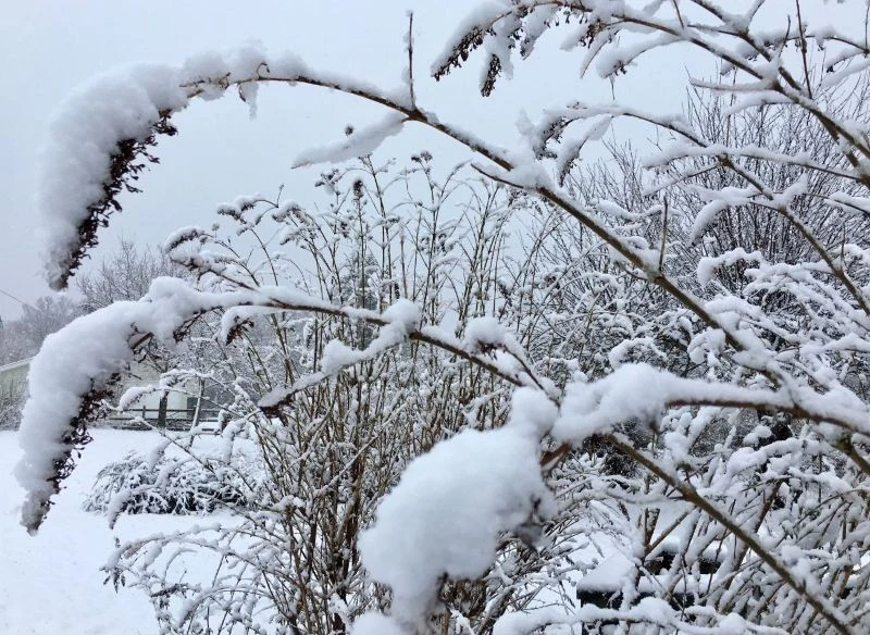 Czy motyli krzew może przemarznąć