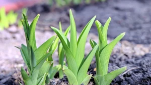 Wiosną tulipany budzą ogród z zimowego snu, pod warunkiem, że zostały dobrze posadzone.