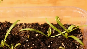 Nasionami wymagającymi stratyfikacji na zimno trzeba zająć się już teraz, by wykiełkowały wiosną.