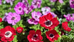 Posadź raz, a będzie kwitł co roku. Na dodatek przegoni szkodniki z ogrodu