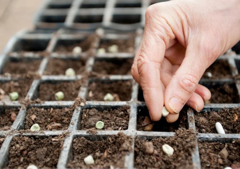 Dopiero po stratyfikacji nasiona zaczną prawidłowo kiełkować.