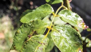 Jak dobrze zająć się różami jesienią?