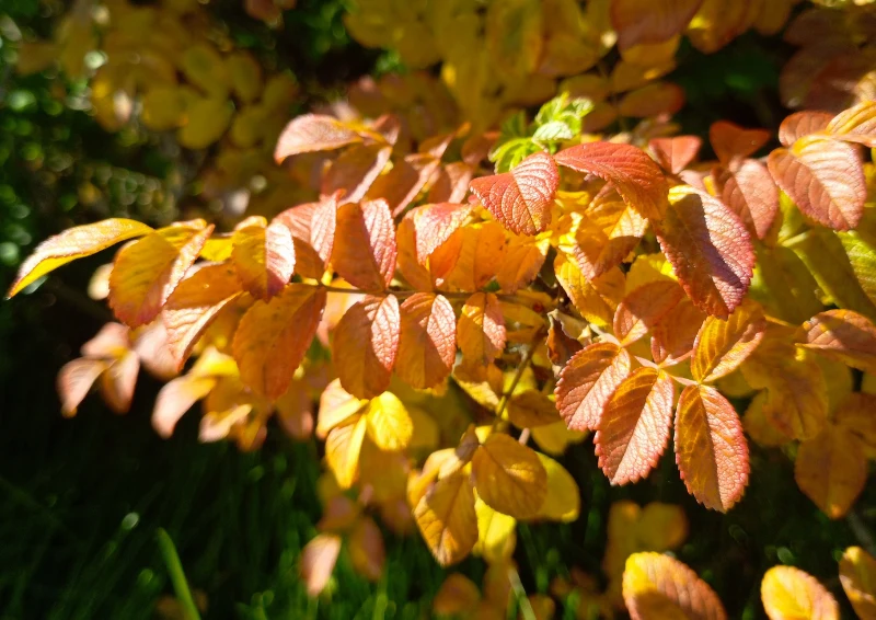 Pożółkłe liście róż warto oberwać, by nie rozwijały się na nich choroby i szkodniki.