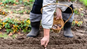 Listopad to ostatni moment na sadzenie czosnku ozimego.