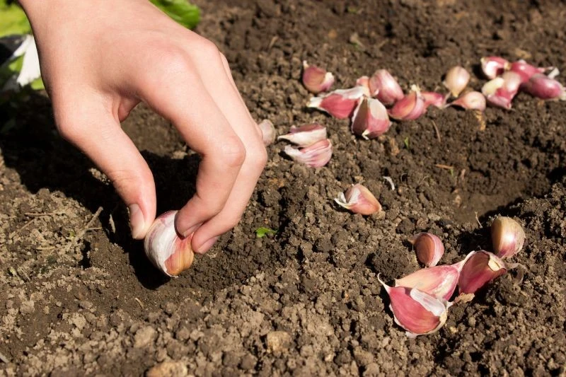 Co się stanie, gdy posadzimy czosnek obok truskawek