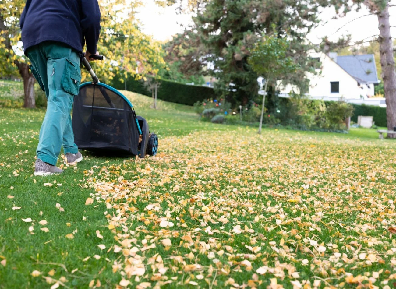 Przy oczyszczeniu trawników o dużej powierzchni, niezwykle pomocna jest zgrabiarka do liści lub kosiarka z funkcją rozdrabniania