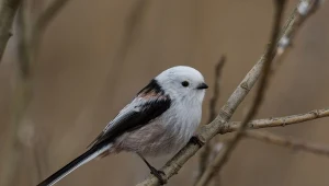 Raniuszka trudno pomylić z jakimkolwiek innym gatunkiem ptaka w karmniku.