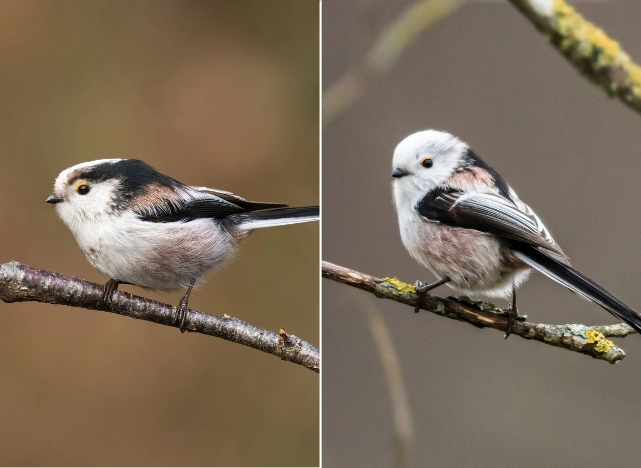 Porównanie dwóch podgatunków raniuszka ( ), występujących w Polsce: raniuszka czarnobrewego ( ) po lewej i raniuszka białogłowego (A. c. caudatus) po prawej.