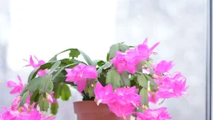 Grudnik wypuszcza kwiaty z aeroli, czyli tzw. uśpionych pąków na końcu najmłodszego członu pędu.