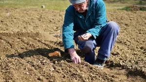 Świeży obornik owczy najlepiej aplikować jesienią, od września do listopada, gdy większość prac w ogrodzie dobiega końca.
