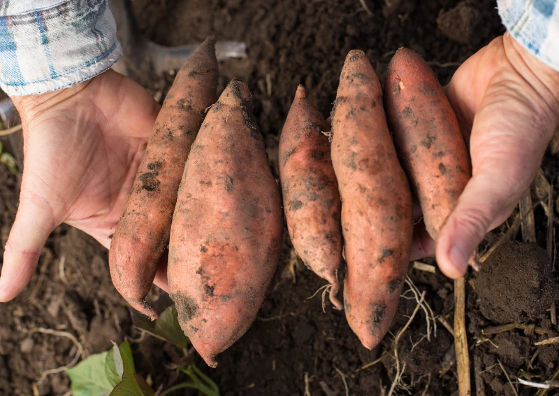 Bataty stają się coraz popularniejsze i można je hodować w Polsce.