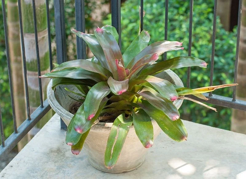 Echmea wstęgowata zakwita tylko raz w swoim życiu.