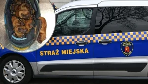 Warszawa. Nietoperze w butach. Interwencja ekopatrolu