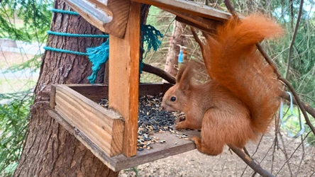 Czy powinniśmy dokarmiać wiewiórki zimą? Eksperci ostrzegają 
