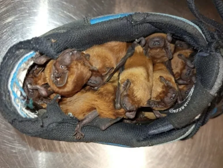 Wnętrze sportowego buta wypełnione przez kilka brązowych nietoperzy wtulonych w siebie, widoczne zwierzęta zajmują całą przestrzeń buta.