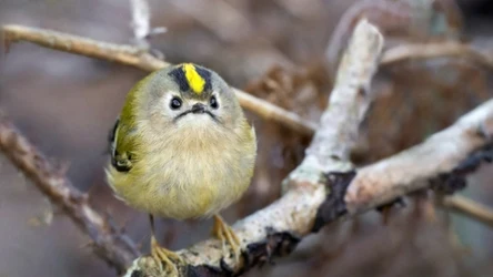 Ten drobny ptak waży około 5 gramów. Nazwa odnosi się do jaskrawego pióropusza na głowie: u samic żółtego, u samców z pomarańczowym pasem.