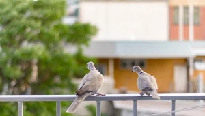 Jak zniechęcić gołębie do przesiadywania na balkonie?