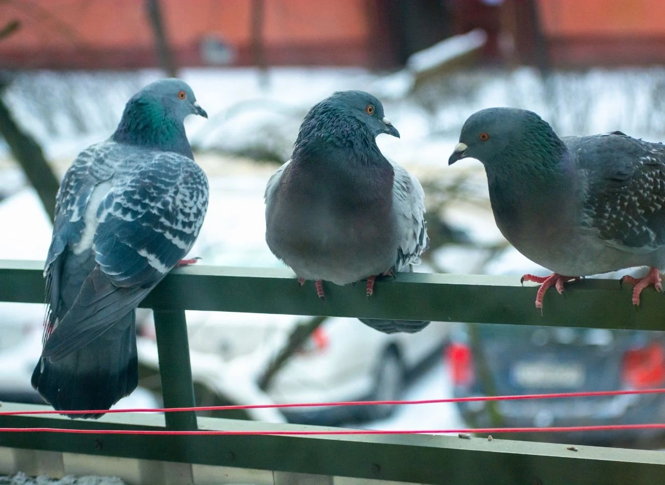 Gołębie przylatują na balkony i parapety zewnętrzne z kilku powodów.