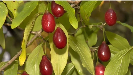 Czysta Polska - odcinek 237