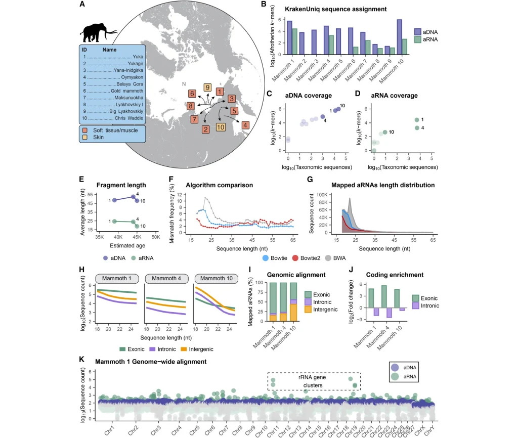Mapa z lokalizacją próbek mamutów, wykresy słupkowe i liniowe obrazujące dane genetyczne (rDNA i nrDNA), porównania długości fragmentów, pokrycia, efektywności algorytmów, rozkładu długości, wzbogacenia kodującego i zestawienia genomicznego na schematy...