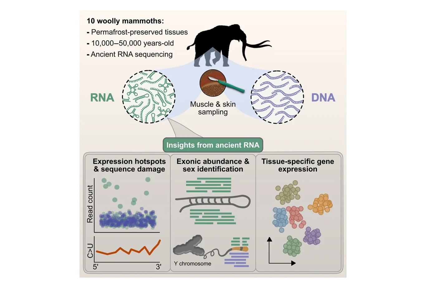 Antyczne RNA i DNA mamutów pozwoliły naukowcom uzyskać pełniejszy profil dawno wymarłych mamutów Schemat badań naukowych ilustrujący analizę RNA i DNA z tkanek mięśniowych i skóry mamutów włochatych, zawiera graficzne przedstawienie analizowanych próbek, wyniki dotyczące ekspresji genów, identyfikacji płci oraz miejsc uszkodzenia sekwencji.