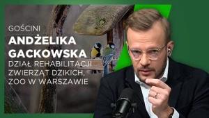 Dokarmiamy ptaki na potęgę. Zapominamy o dużo ważniejszej kwestii