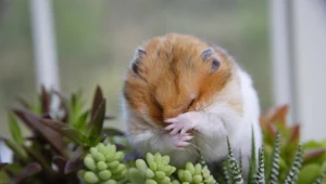 Robią salta i kręcą się bez końca. Te zwierzęta wcale się nie bawią