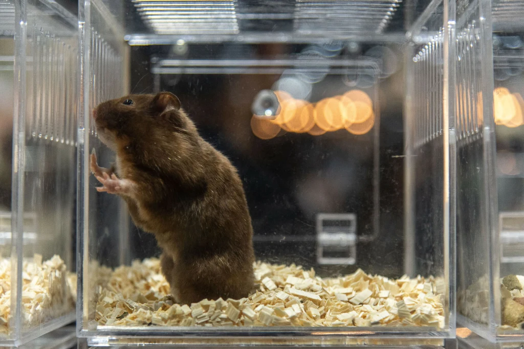 Stereotypia występuje także u zwierząt przebywających długo w zamknięciu w sztucznym środowisku, 