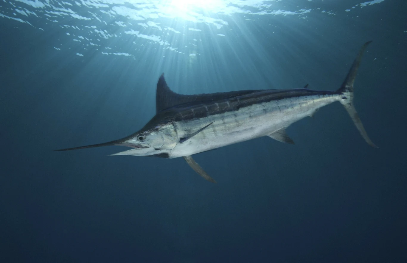 Makaira błękitna czyli marlin niebieski. Przodek tej ryby pływał w Solnhofen Marlin pływający w głębinach oceanu, promienie słoneczne przebijają się przez powierzchnię wody, podkreślając smukłą sylwetkę i wydłużony dziób ryby.