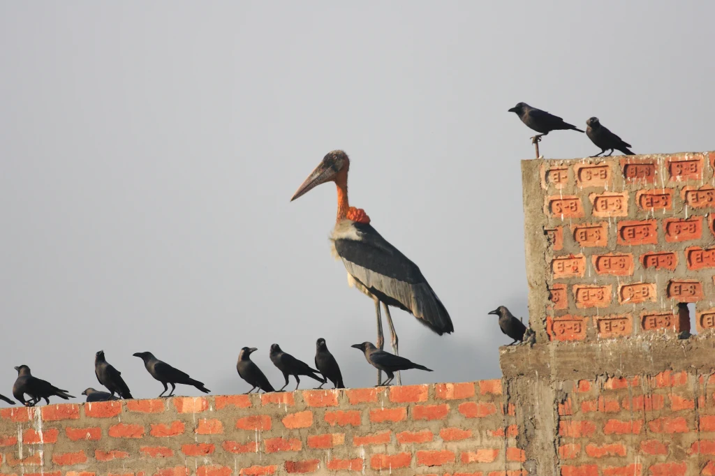 Marabut siedzący na nieotynkowanej czerwonej ceglanej ścianie obok grupy kilkunastu czarnych ptaków, najprawdopodobniej gawronów lub wron, jasne tło nieba.